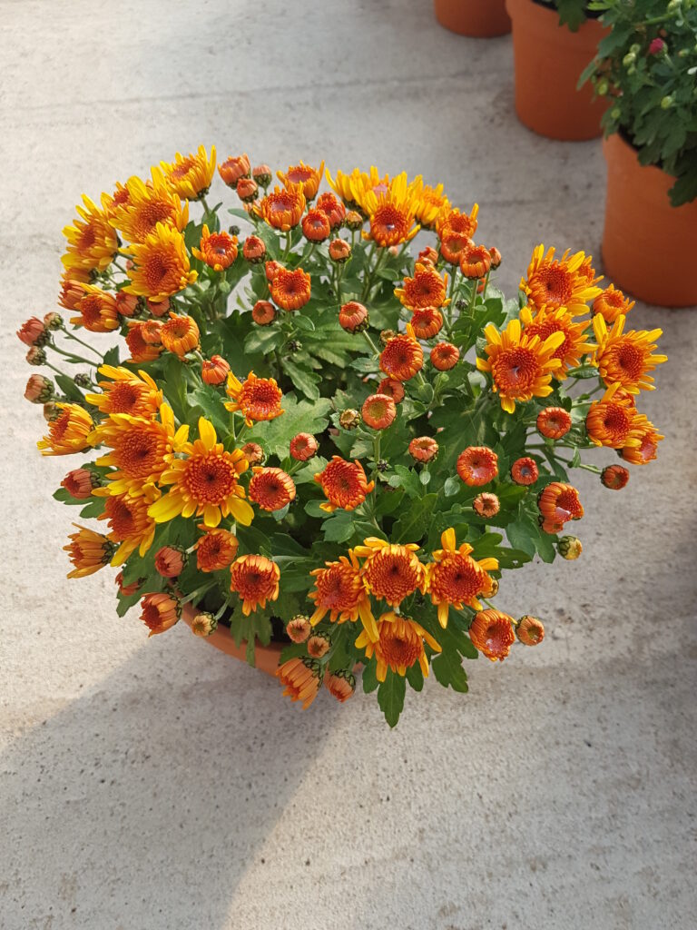 PETITEAU Horticulteur Cholet Galerie 11