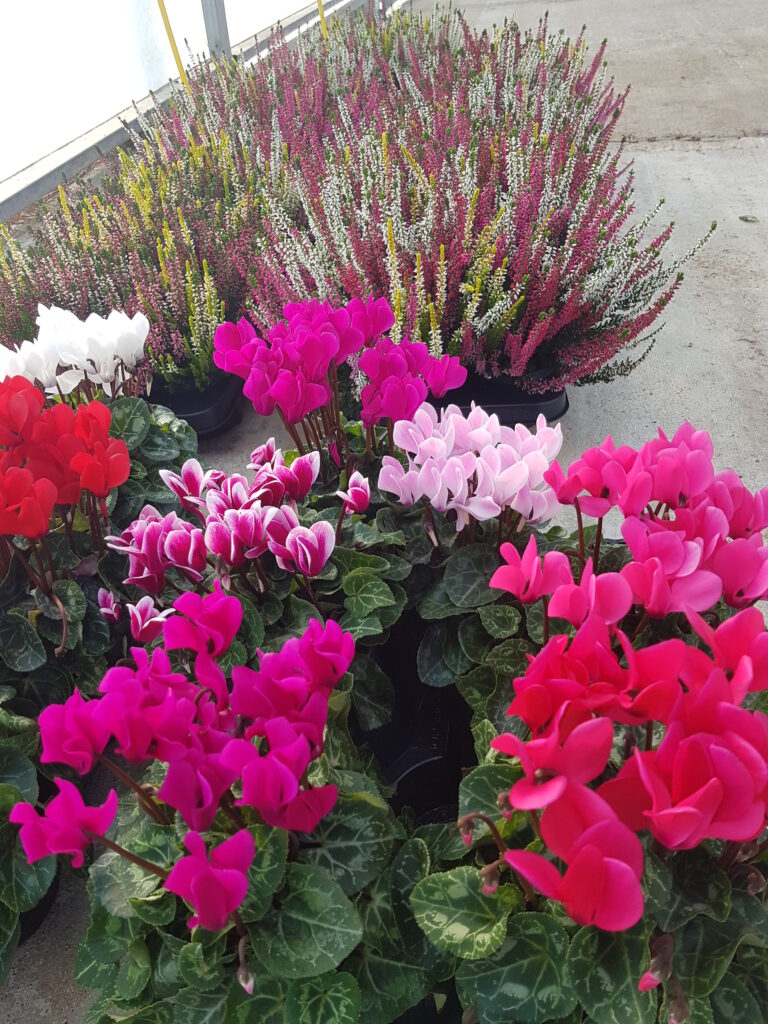 PETITEAU Horticulteur Cholet Galerie 12
