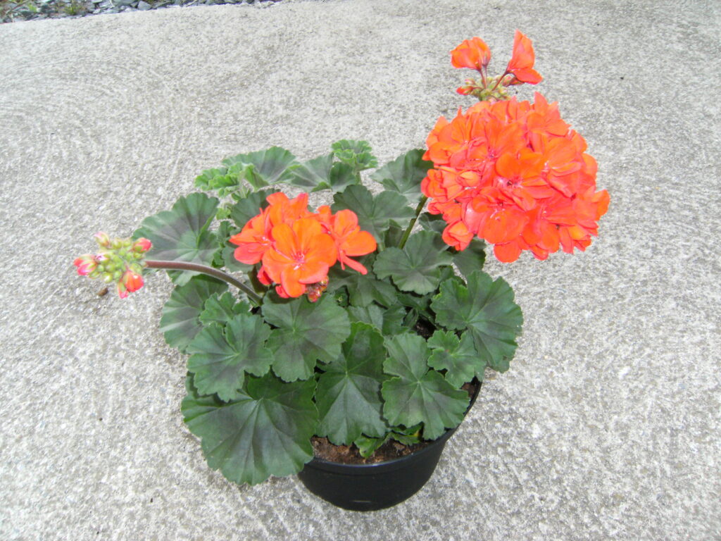 PETITEAU Horticulteur Cholet Galerie 14
