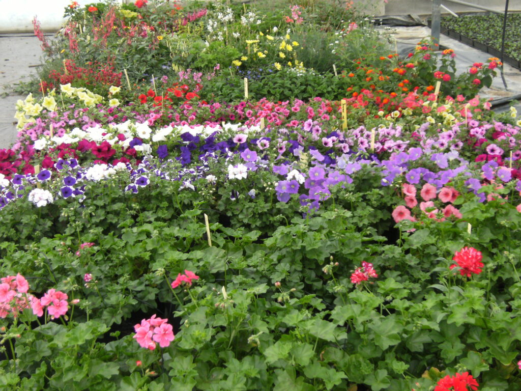 PETITEAU Horticulteur Cholet Galerie 2