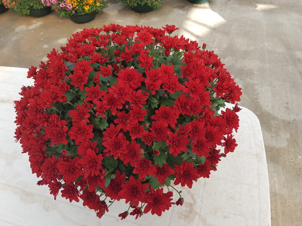 PETITEAU Horticulteur Cholet Galerie 3